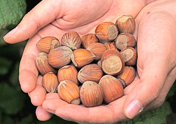 NUTS IN SHELL FOR CHRISTMAS